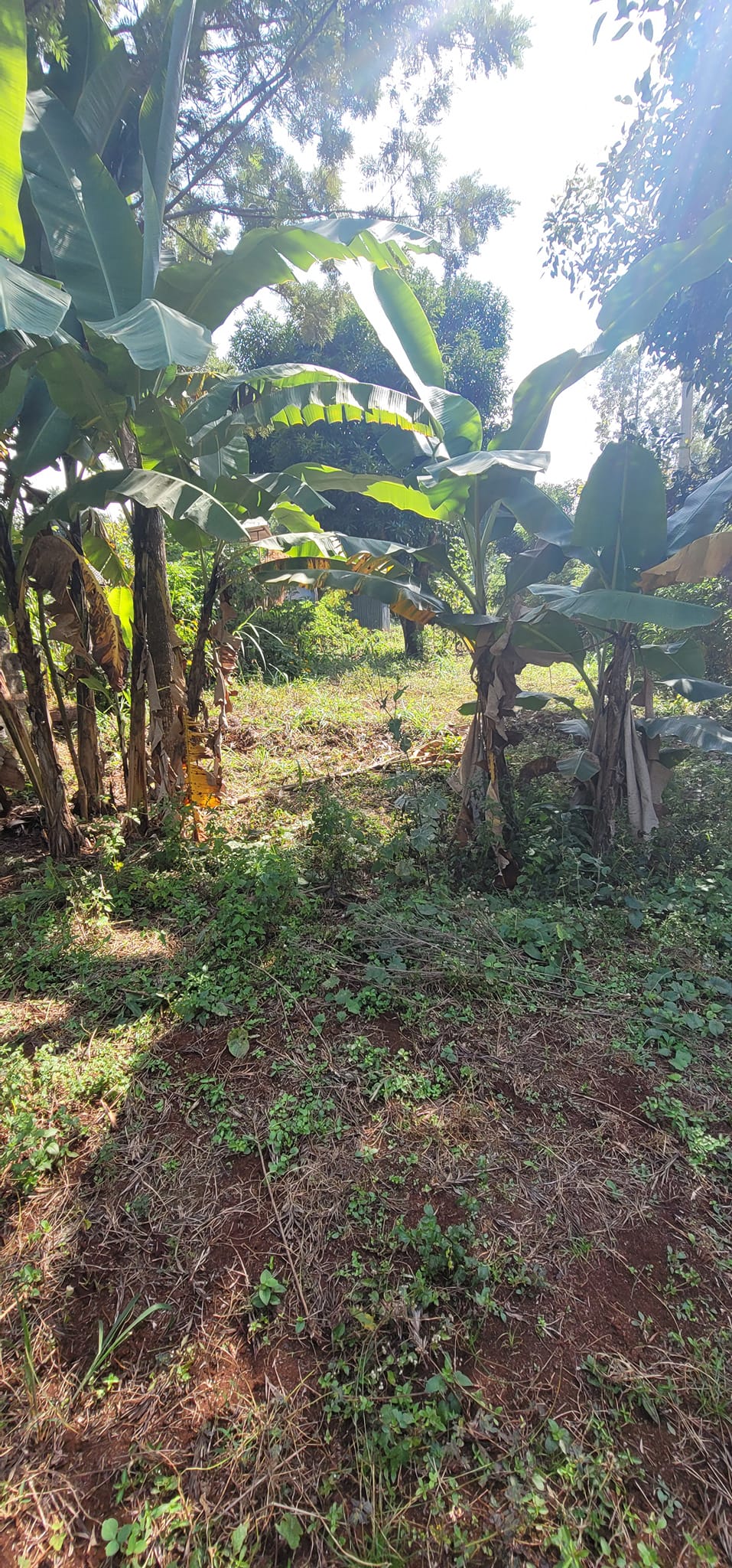 Half-Acre Plot of Land for Sale in Mutuguni Area Tharaka Nithi